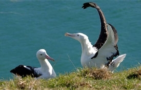 Albatross Colony