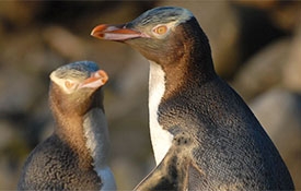 Yellow-Eyed Penguins